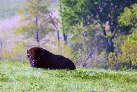 Bison relaxing