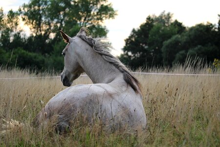Pasture mane mare