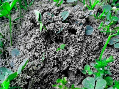 Bottom bug colony