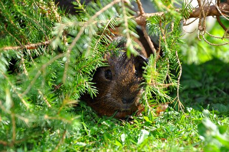 Guinea pig pet nager