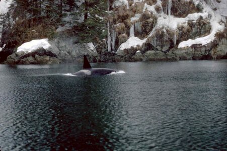 Cutthroat killer whale mammal photo