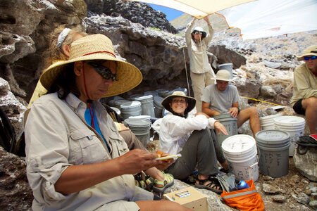 Nihoa Millerbird Translocation-4 photo