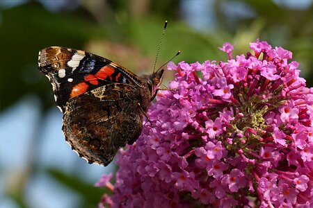 Butterfly buddleja davidii garden photo