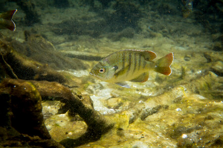 Bluegill close-up