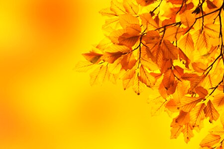 Branch background color