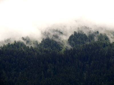 2 Fog forest gray photo
