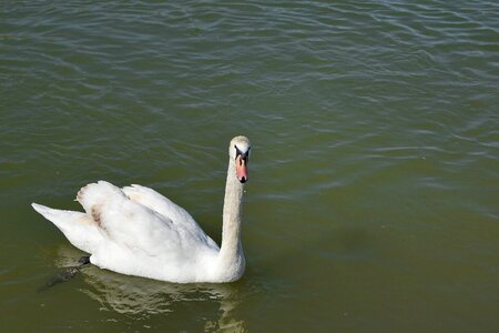 Lake swan wildlife photo