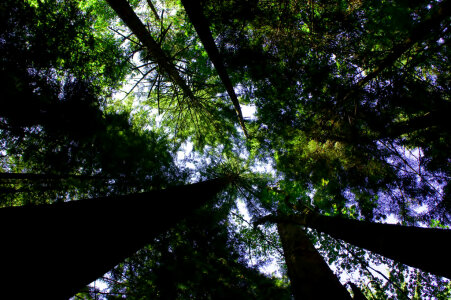 Looking Up at an old growth canopy