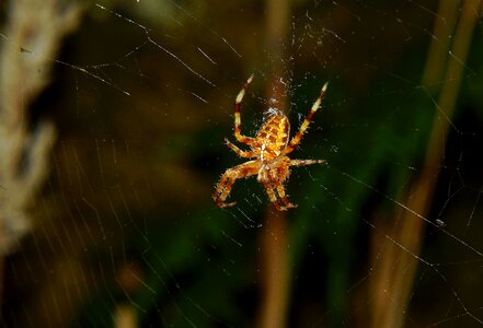 Animal arthropod bug