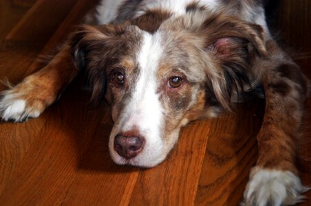 Red merle down eyes