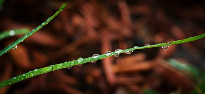 Dew drops on grass photo