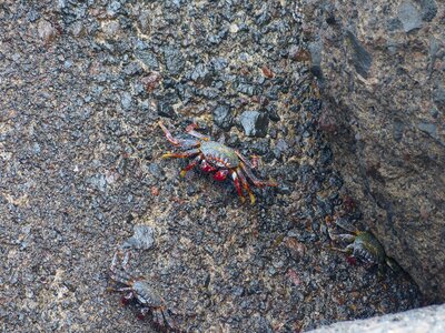 Red klippenkrabbe grapsus grapsus animal