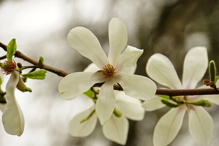 Spring blooms flower