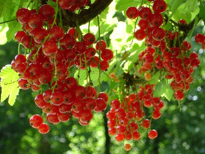 Ribes berry fruit photo