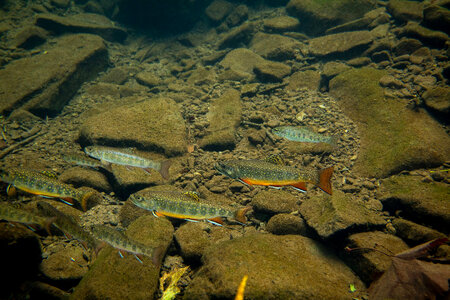 Brook trout-4 photo