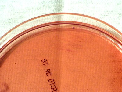 Abortus colonial gram