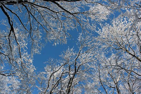 Birch blue sky branch photo