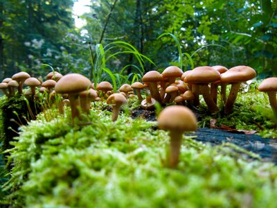 Tree stump forest green photo