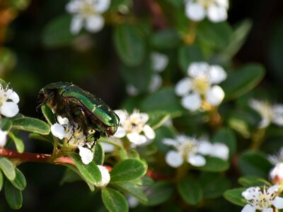 Beetle green flowers