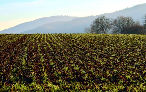 Agriculture farming field