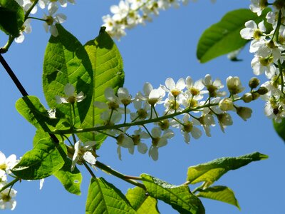 Black cherry prunus tree
