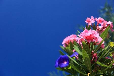 Bloom blossom blue photo
