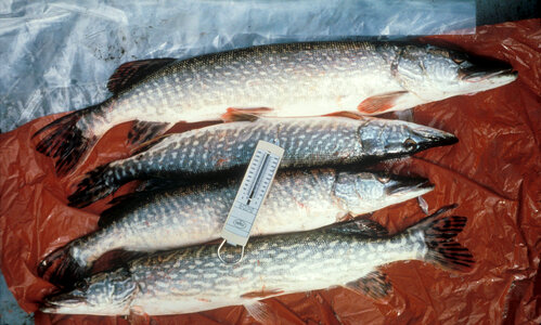Northern Pike-1