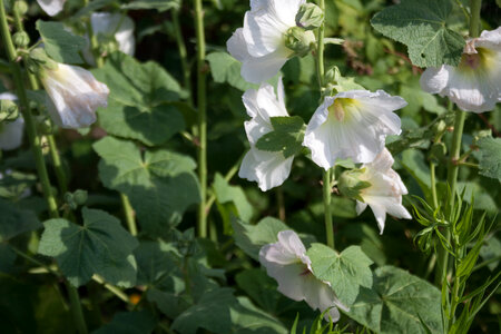 White flowers