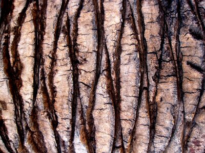 Pattern diamond palm