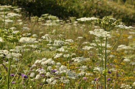 Milfoil floral plants