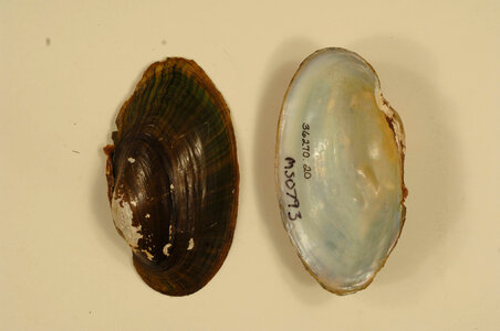 Anodontoides radiatus