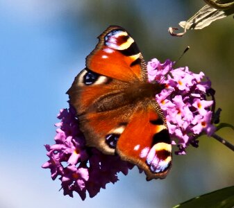 Summer insect wing