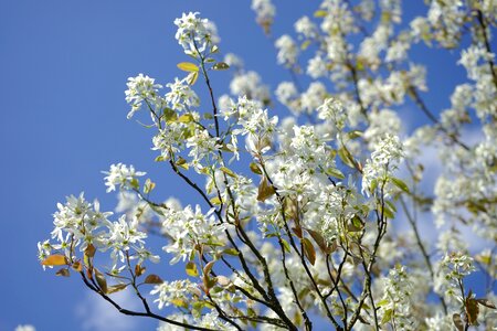 Blütenmeer spring tree photo
