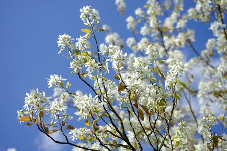 Blütenmeer spring tree