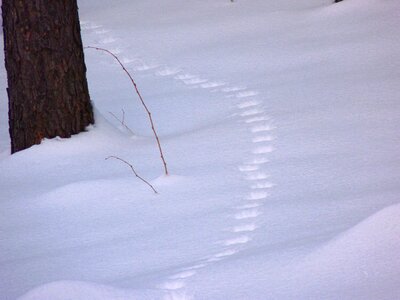 Roe deer trace wintry photo