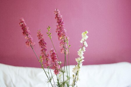 Valentine floral flora