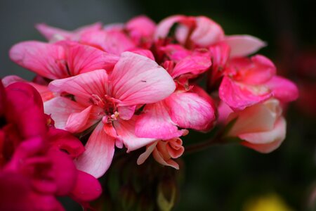 Pink decoration blossom photo