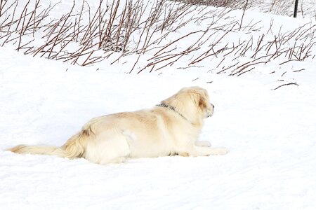 Animal lay laying photo