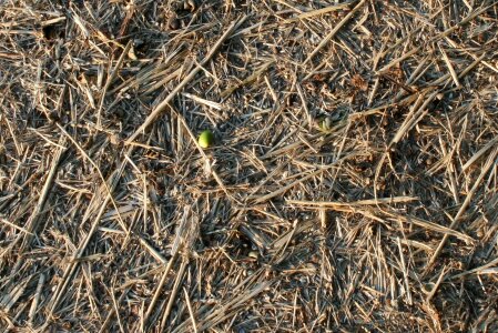 Ancient background haulm