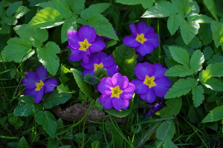 Bloom purple yellow photo