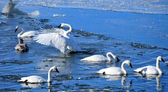 Wintering Trumpeter swans photo