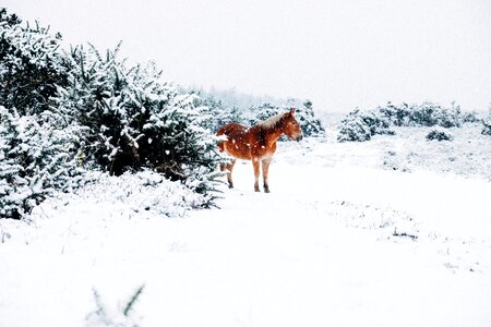 Horse in snow photo