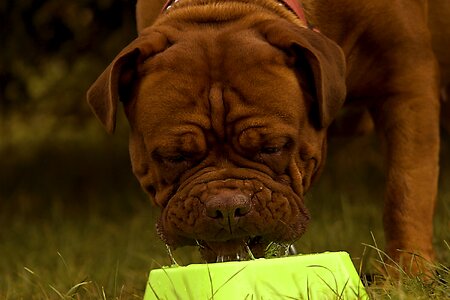 Dogue background bulldog