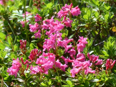 Pink rhododendron hirsutum rhododendron photo