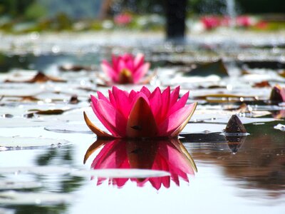 Water flower lily