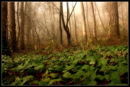 Mist fog forest photo