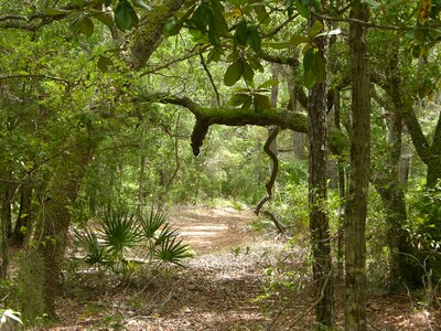 Chimney forest habitat