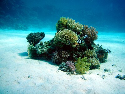 Diving underwater water photo
