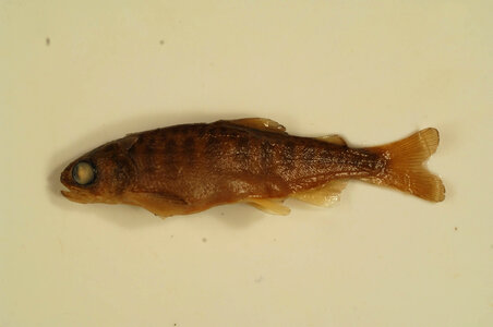 Oncorhynchus tshawytscha-4