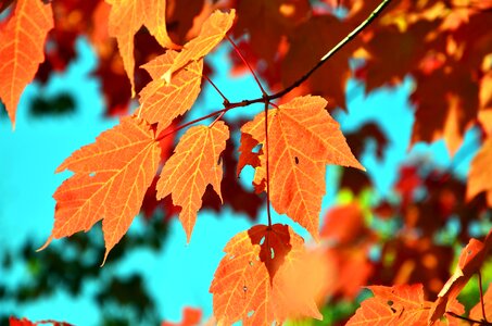 Autumn autumn season branch photo